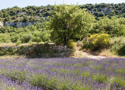 Camping Les Rives du Luberon, 4* - 33