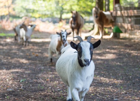 Camping Sea Green Domaine de La Forge, 4* - 18