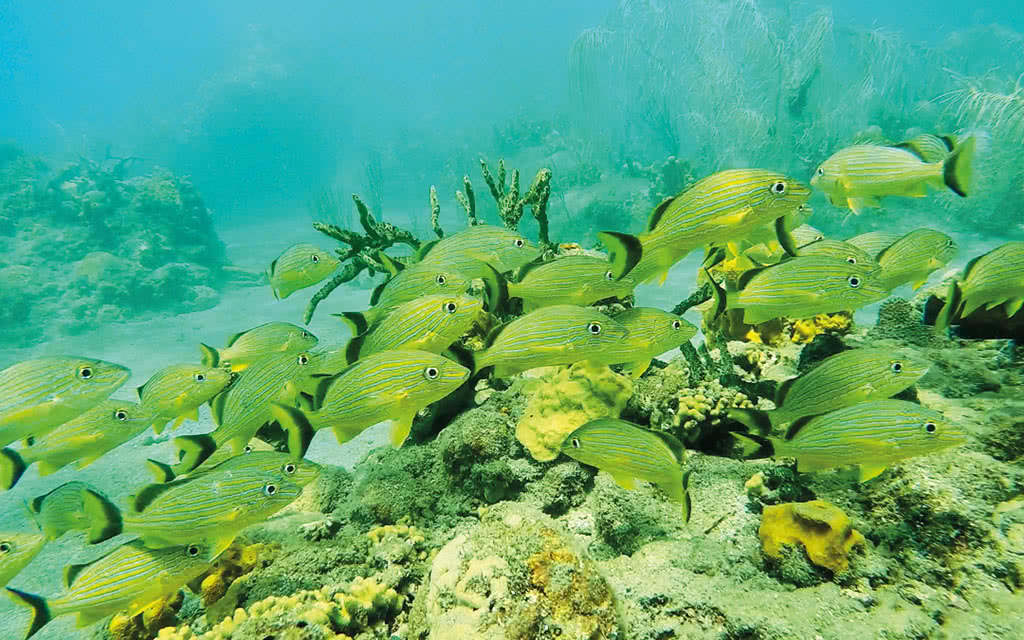 Circuit Guadeloupe : 5 Iles - 5 Ambiances - 2