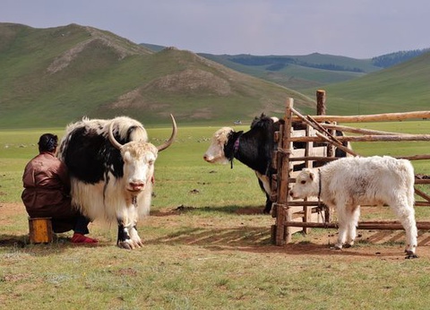 Circuit Immersion en Mongolie - Festival du Feutre et Yak - 10J/7N - 14