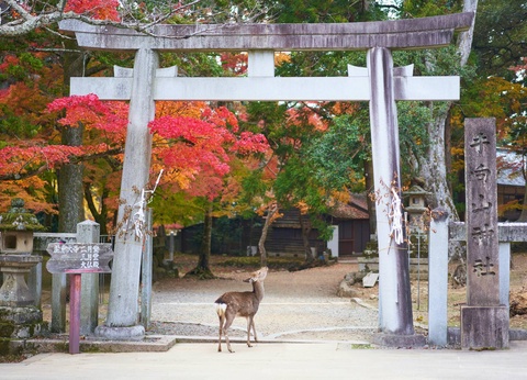 Circuit Japon, terre de contrastes **** - 14