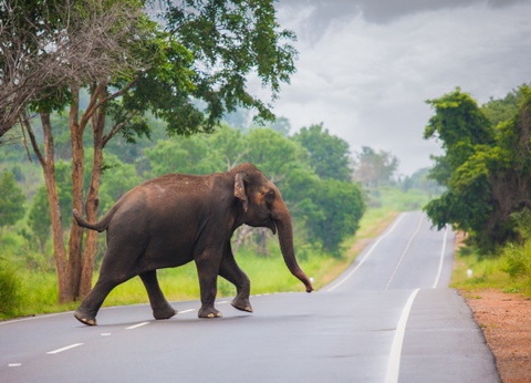 Circuit Ceylan, Perle de l'Océan Indien - 17