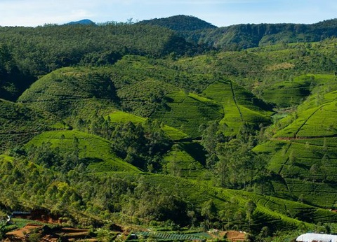 Circuit Splendeurs du Sri Lanka et extension Kalutara - 9