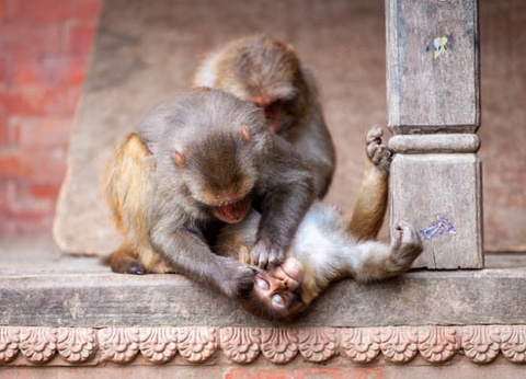Circuit Népal, terre de contrastes et traditions - 18
