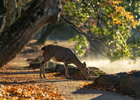 A la découverte du Japon (de Tokyo à Osaka) - 12