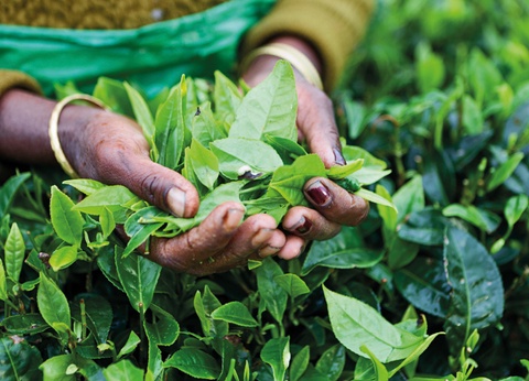 Circuit Le Sri Lanka, pays de l'Or Vert - 13