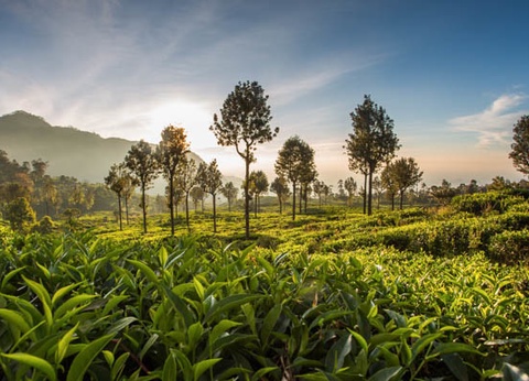 Combiné Circuit Joyaux du Sri Lanka & séjour Framissima Evasion Turyaa 4* - 15