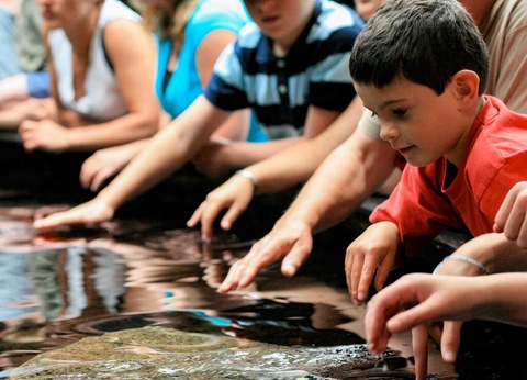Séjour familial avec entrée à l'Aquarium Nausicaa - 3* - 34