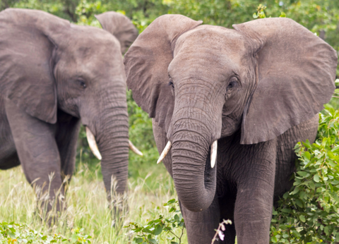 Circuit Du Parc Kruger au Cap de Bonne Espérance - 13
