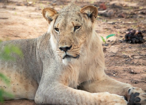 Circuit Beautés du Sénégal et balade avec les lions de Fathala en privatif - 2