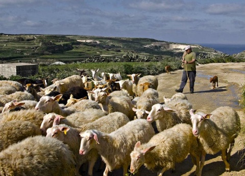 Combiné Malte/Gozo 4* - 6