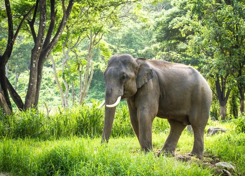 Combiné Bangkok et Chiang Mai - 6