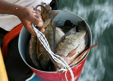 Splendeurs du Nil et du lac Nasser en 5* (NL) - 11J/10N - 2