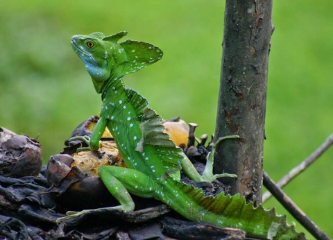 Road Trip Nature & Farniente au Costa Rica - 15