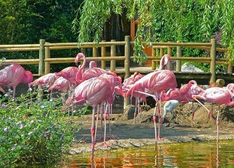 Camping Les Embruns d'Oléron, 4* - 9