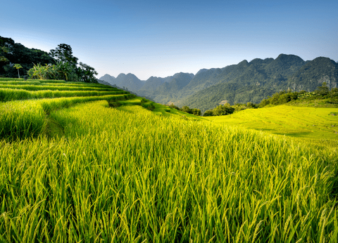 Circuit Des Rizières de Mai Chau à la Baie d'Halong - 12