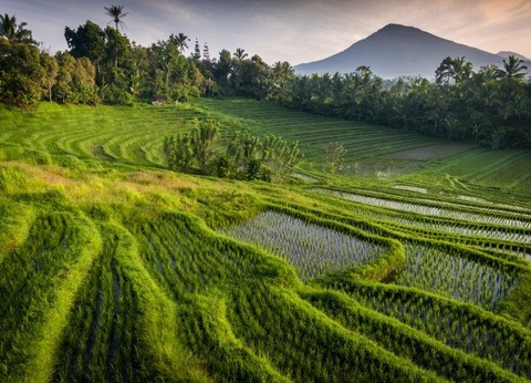 Combiné circuit et extension Prime Plaza Sanur 4* - 16