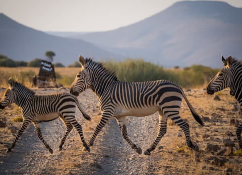 Circuit Namibie : Les plus vieux déserts du Monde **Version 2026** - 6
