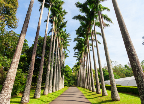 Circuit Soleil et Sérénité au Sri Lanka 4* - 11