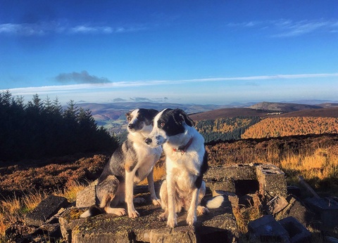 Circuit en étoile Charme écossais - 5