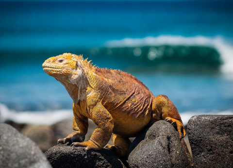 Circuit Equateur Authentique et Galapagos - 18