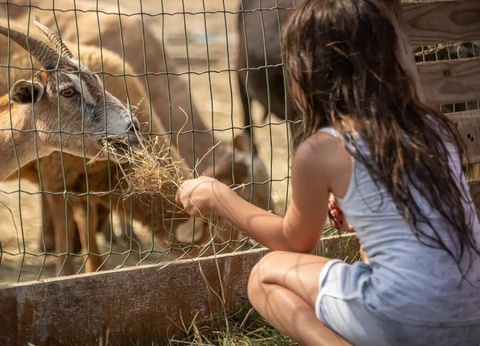 Camping Méditerranée Plage, 4* - 62