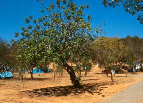 Camping Orbitur Valverde, 3* - 39