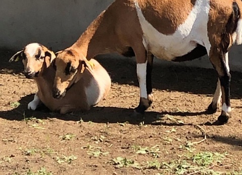 Camping Ushuaïa Villages La Conge, 3* - 9