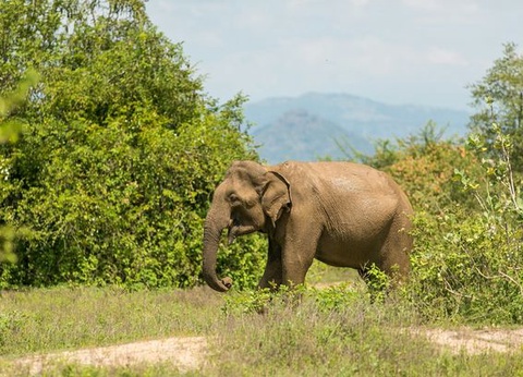 Circuit Merveilles du Sri Lanka et Extension Fihalhohi Island 4* Maldives - 13