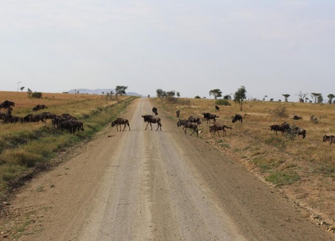 Safari Privatif - Aventure Tanzanienne - 7