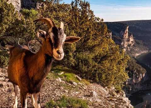 Flower Camping Les Paillotes en Ardeche, 4* - 33