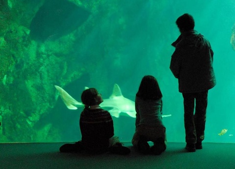 Camping Le Royan, 4* - 56