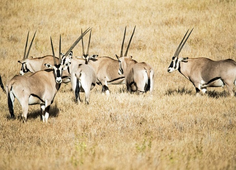 Circuit L'âme sauvage : voyage entre Kenya et Tanzanie - 7