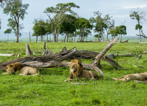 Safari Féeries d'Afrique - 15
