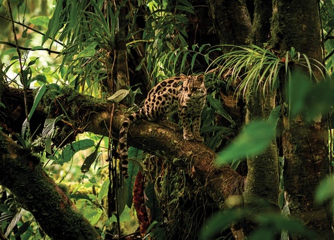 Circuit Costa Rica authentique : trek entre forêts et volcans - 6