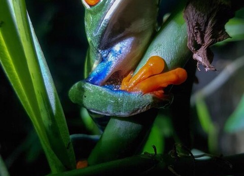 Circuit entre Jungles et Forêts du Costa Rica + extension Playa Samara - 20