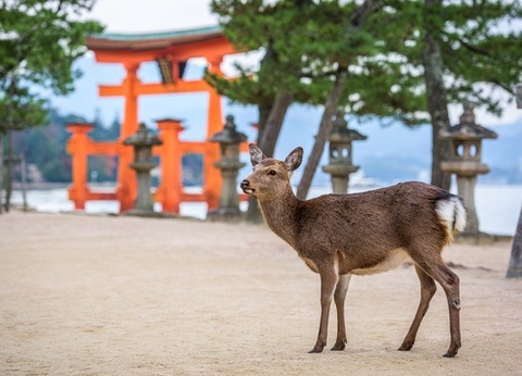 Combiné : La Traversée du Japon et de la Corée - 7