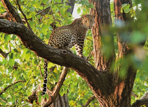 Circuit L'appel de la jungle : sur les traces du tigre du Bengale **** - 8
