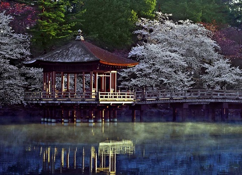 Circuit évènement : Hanami, le réveil des cerisiers - 2