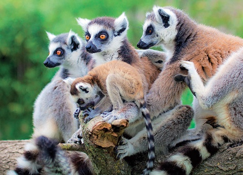 Circuit Madagascar Nature - 4