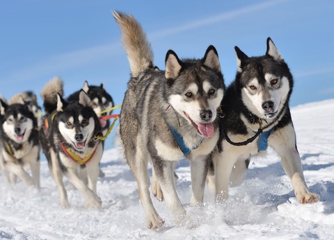 Découverte de l'hiver québecois - 8