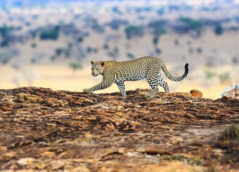 Circuit Explorations du Kenya 100% Safari - 3