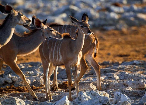 Circuit Trésors d'Afrique australe - 16
