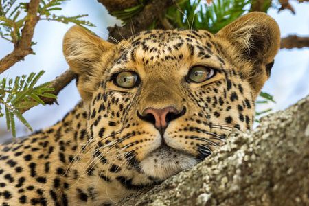 Circuit Merveilles du Kenya Samburu - 5