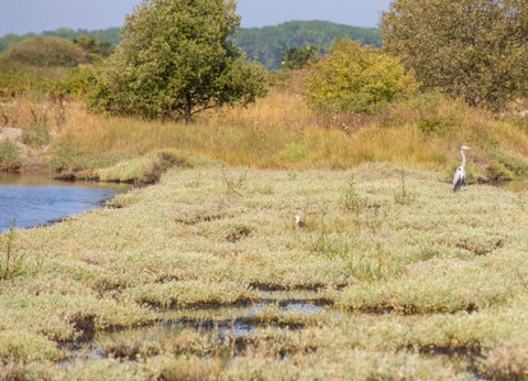 Camping Les Dunes, 5* - 39