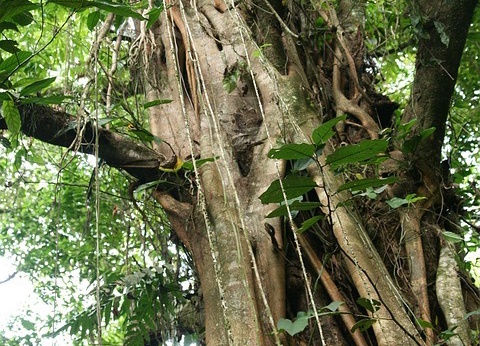 Circuit entre Jungles et Forêts du Costa Rica + extension Playa Samara - 9