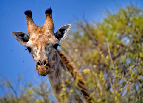 Circuit Du Parc Chobe au Cap de Bonne Espérance - 39