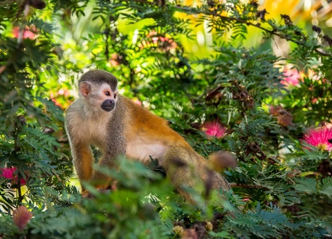 Circuit Trésors du Costa Rica - Tortuguero et séjour balnéaire - 17J/15N - 7