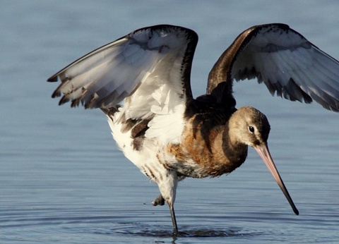 Camping Les Mouettes, 3* - 16