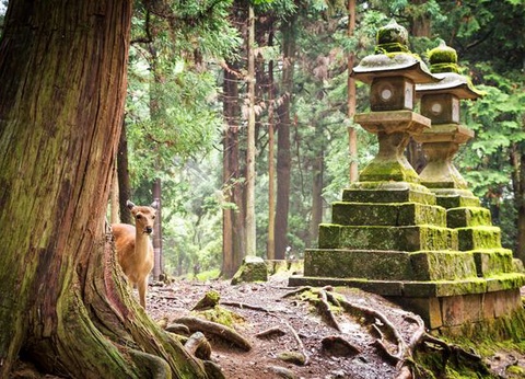 Merveilles du Japon & Alpes Japonaises & Extension Tokyo 15J/12N - 2025 - 11